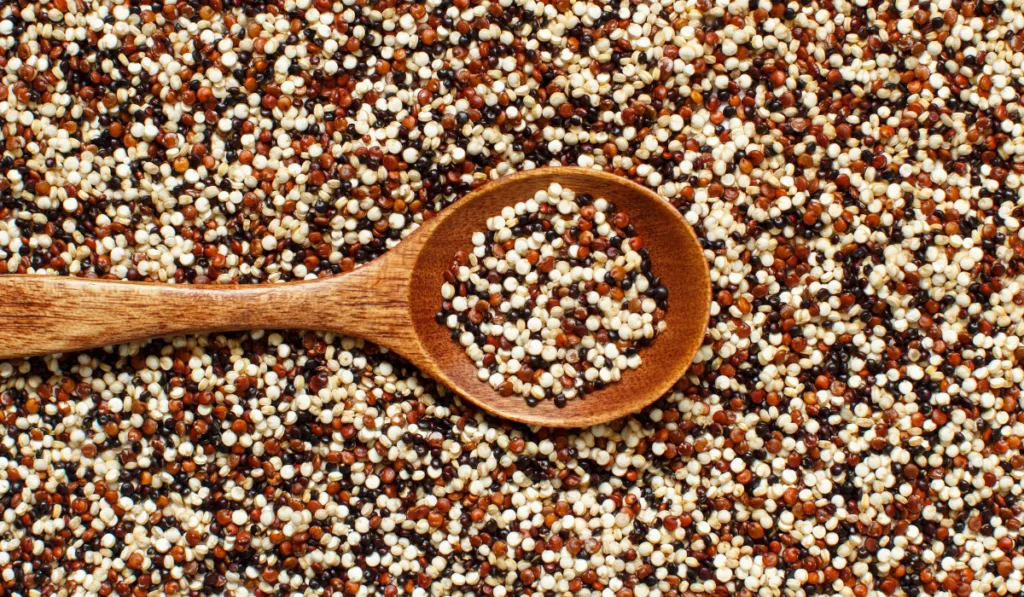 Uncooked mixed red, white and black quinoa with a spoon top view