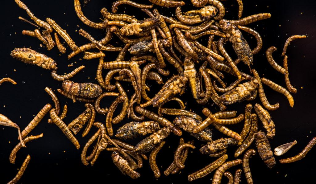 Edible insects and worms