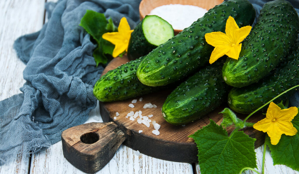 Fresh cucumbers on wooden board with leaves and blue cloth