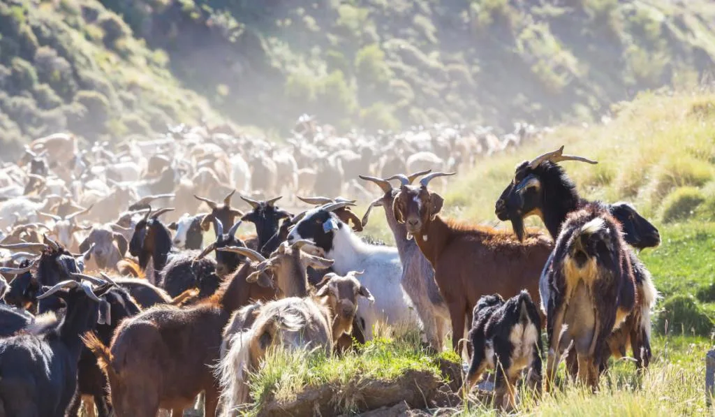 Herd of goats in the mountains