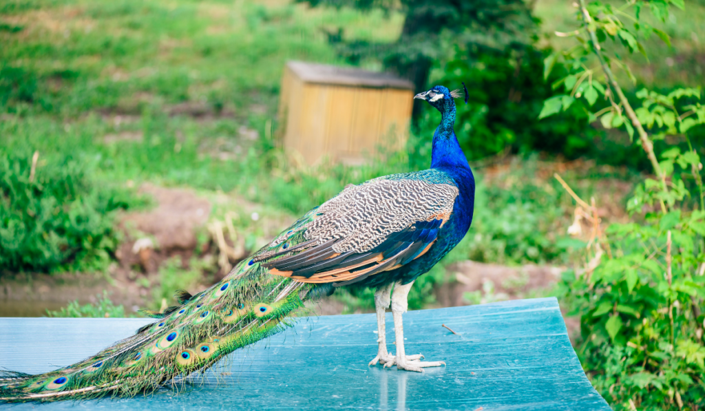 Lonely male peacock on roof of feeder in farm.