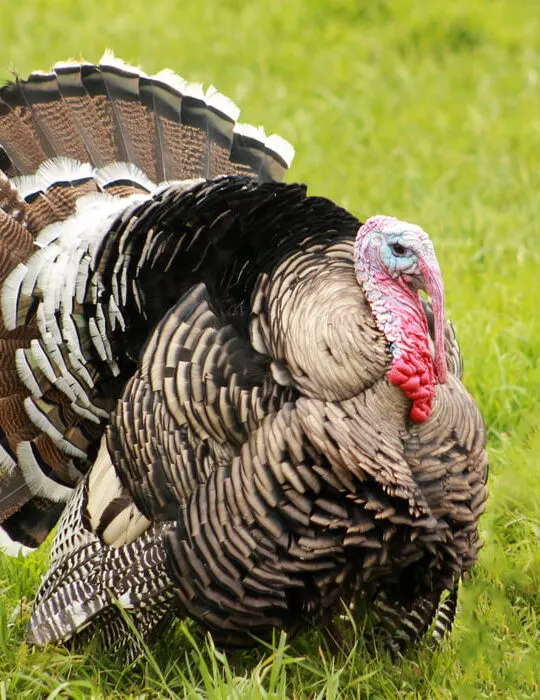 Narragansett Turkey on the grass