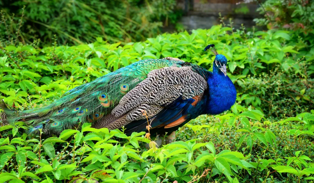 Beautiful Indian Peafowl in the garden 