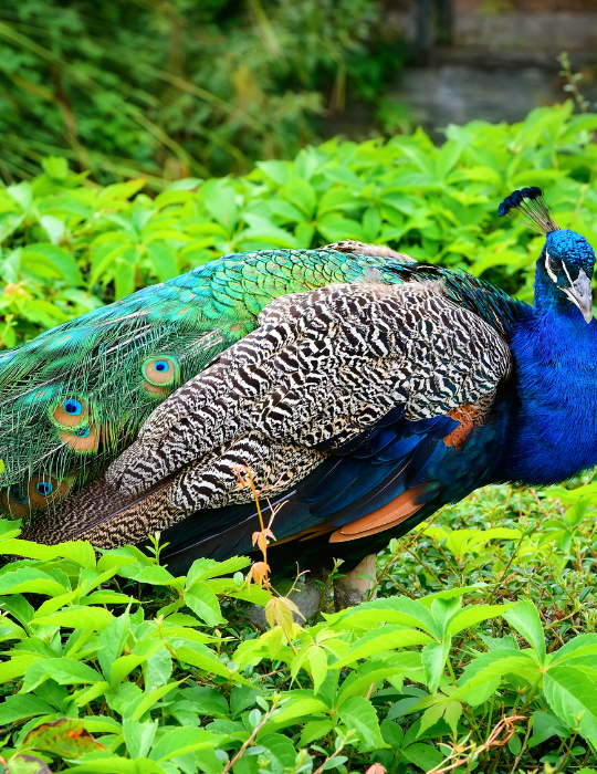 Peacock-Pavo-Linnaeus.-Male-peacock.-Portrait-of-a-beautiful-peacock