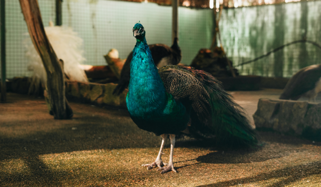 Peacock on a farm interior