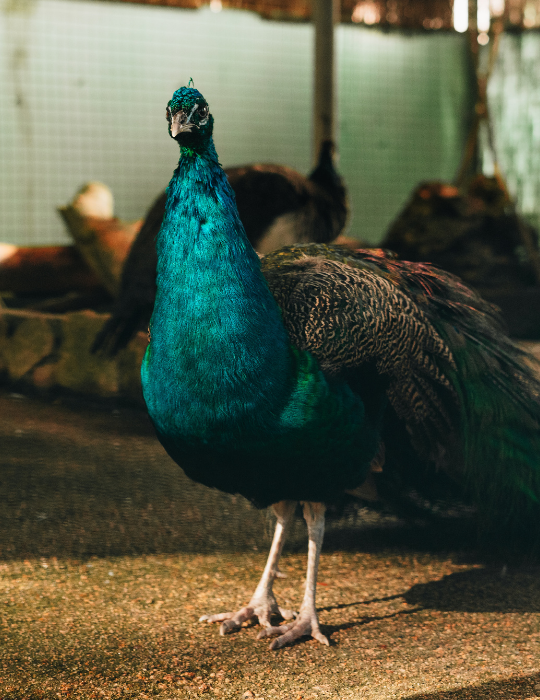Peacock-on-a-farm-interior