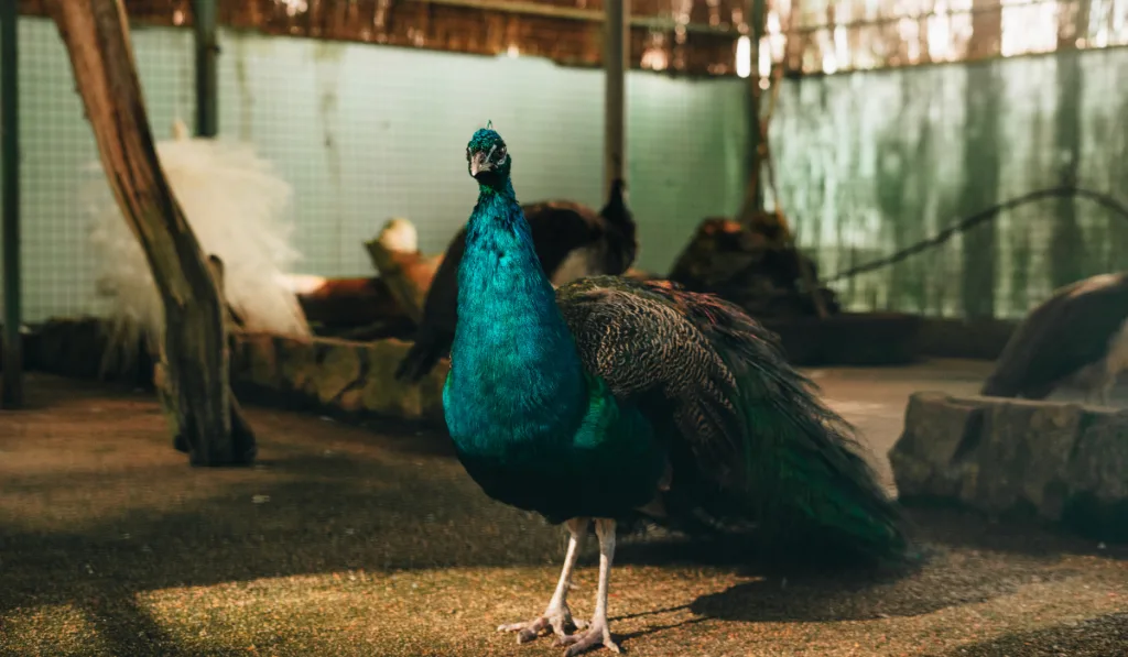 Peacock on a farm interior

