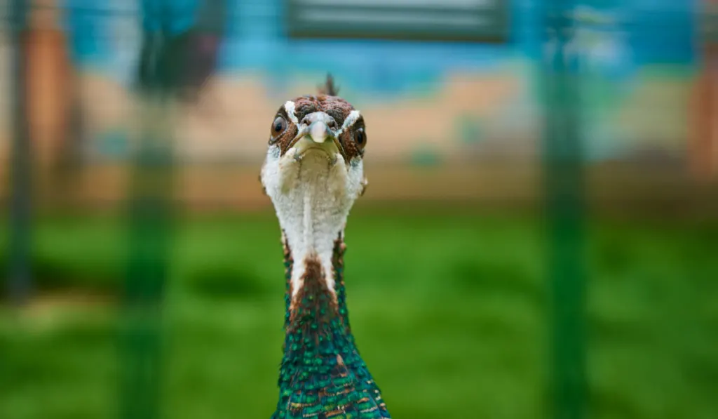 close up of a peacock head looking in the camera