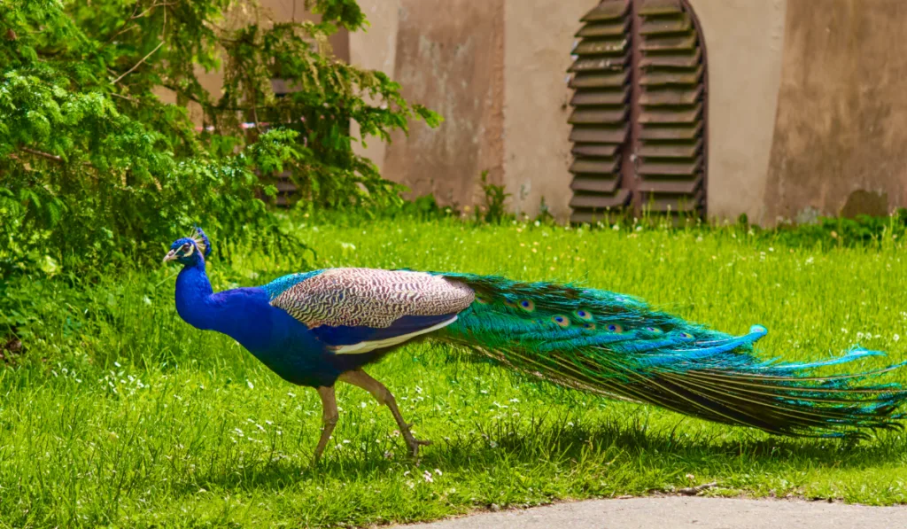 Peacock with a beautiful colorful tail and crest