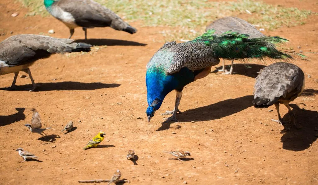 Indian Peafowl along with other birds on the ground