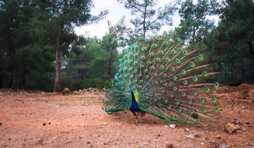 Peacock with a loose tail in the forest