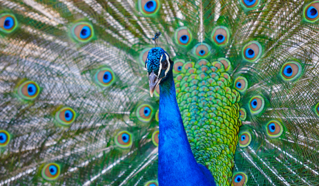 Portrait of beautiful Indian Peafowl