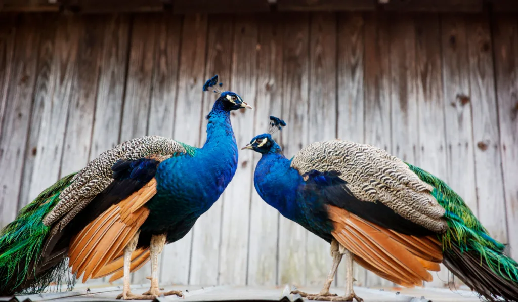 Two beautiful Peafowls on the farm