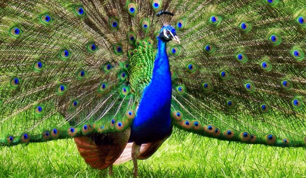 Peafowl in rthe field