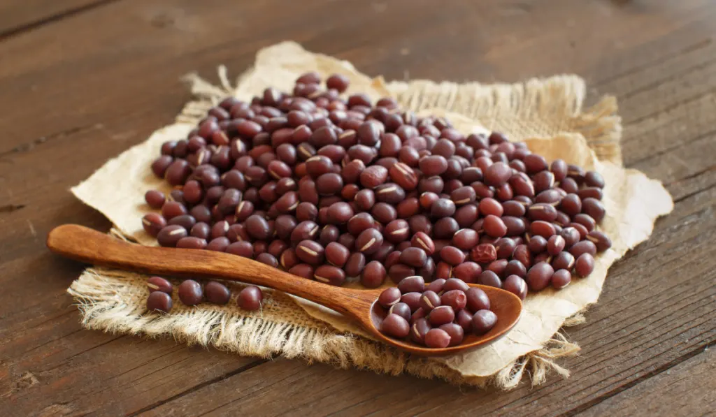 Raw azuki beans with a spoon