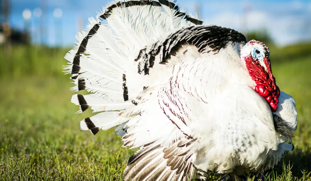 Royal Palm Tom Turkey in Field