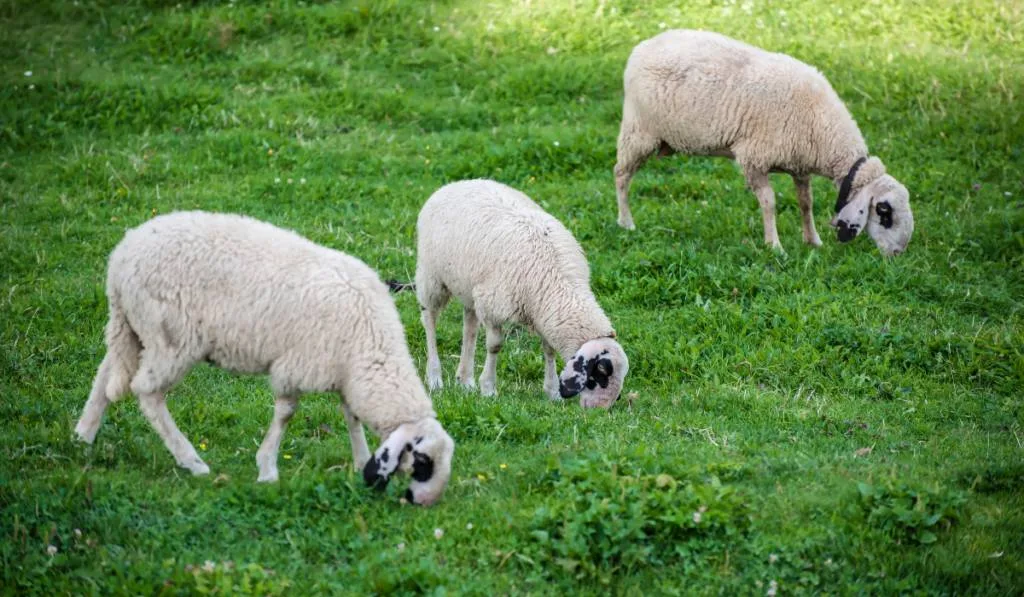 Sheeps on the mountain