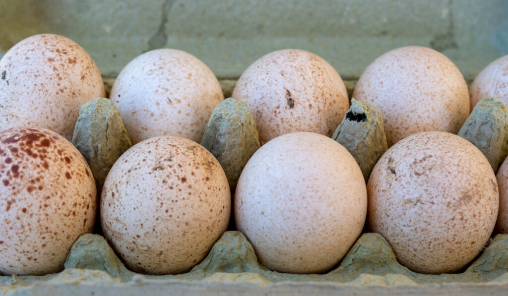 What color are royal palm turkeys eggs: