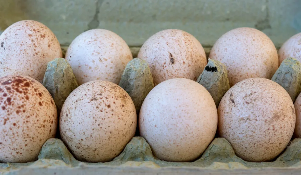 Turkey eggs put in a box