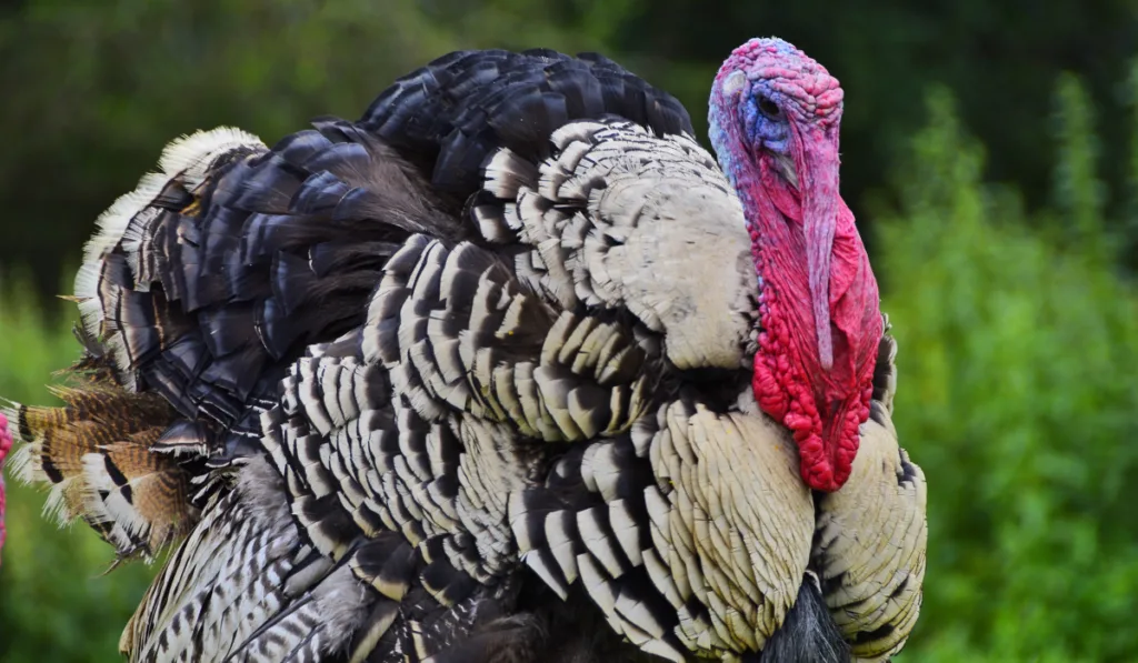 solo photo of a Turkey at the farm