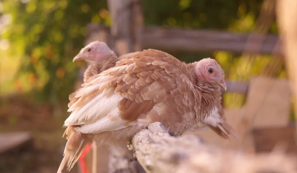 Two Bourbon Red Turkey Chicks perched on a fence