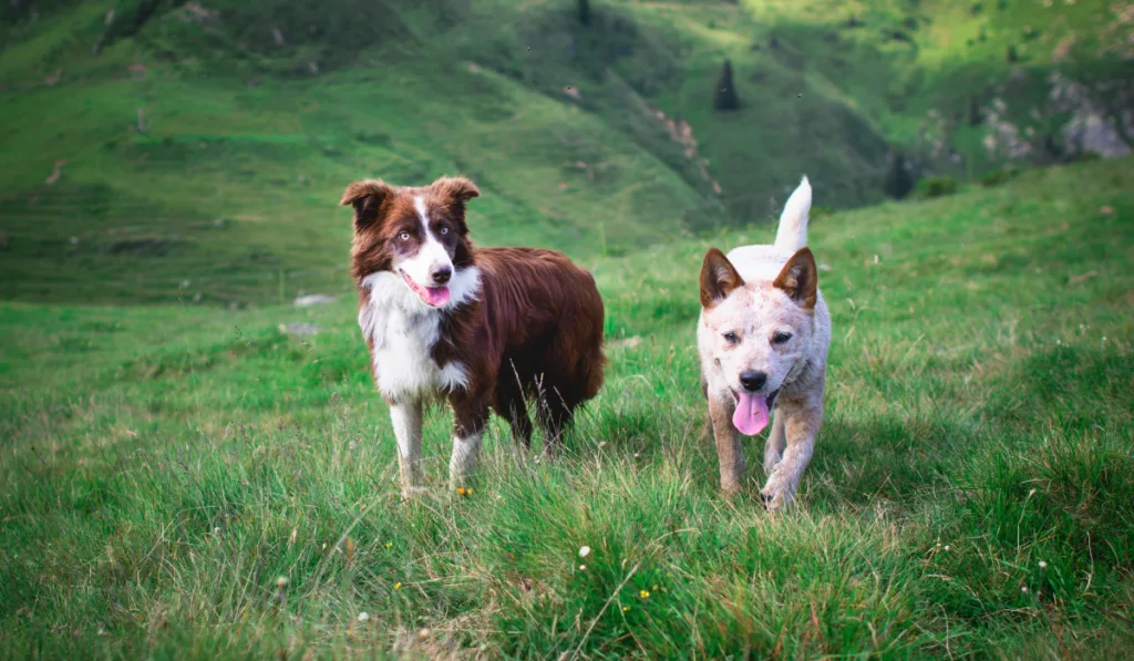 Two dogs friends in a pasture in the Italian Alps