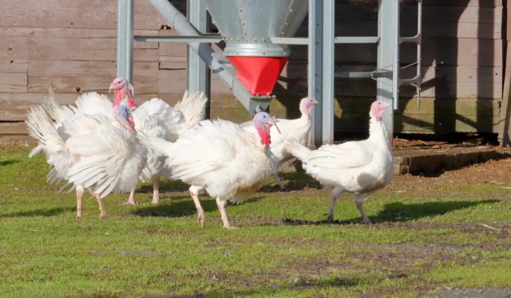 White Holland Turkeys in the farm