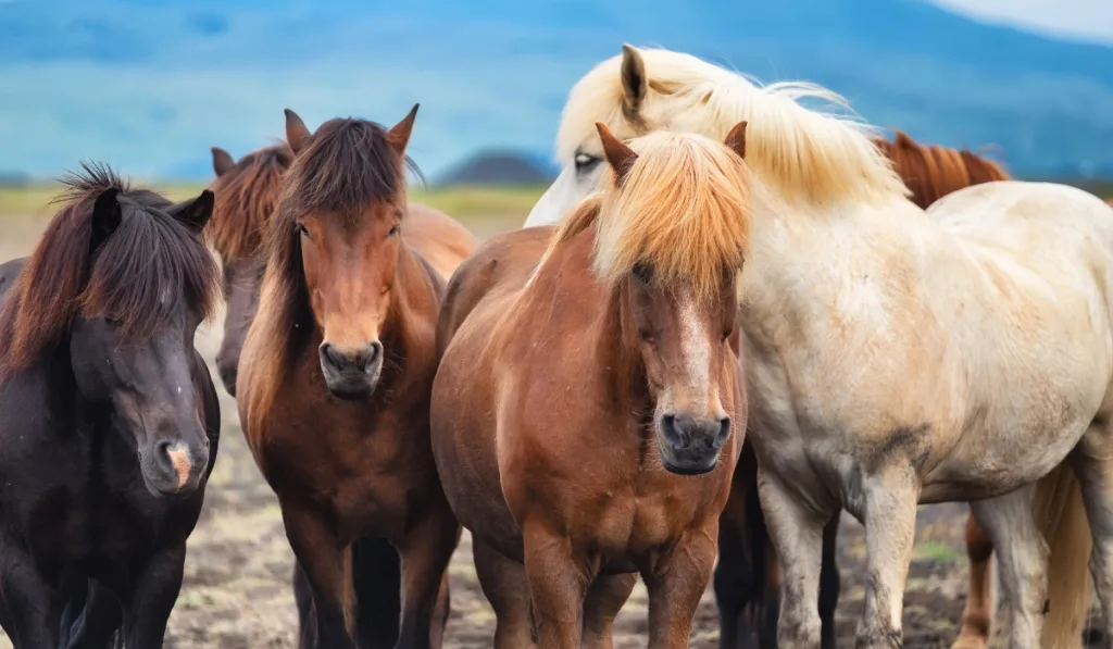 Wild horses in a group