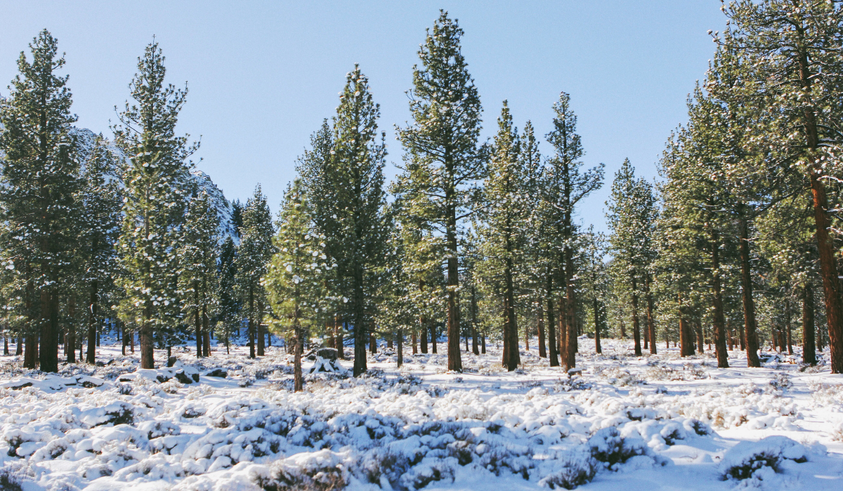 Premium Photo | Peacock in a lake winter snow cold Premium Photo | Peacock in a lake winter snow cold