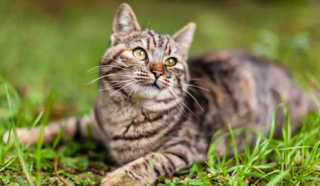 a cute european cat playng in the backyard