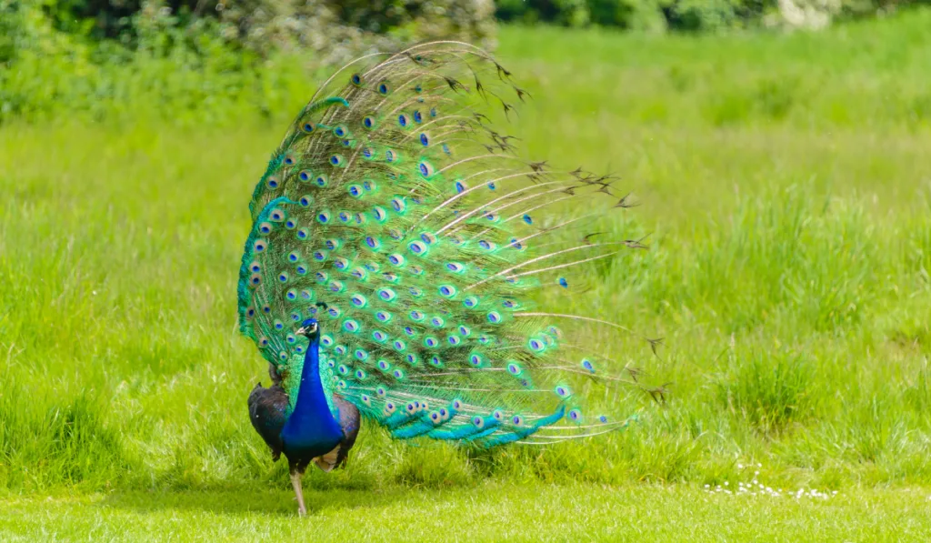 a gorgeous male peacock