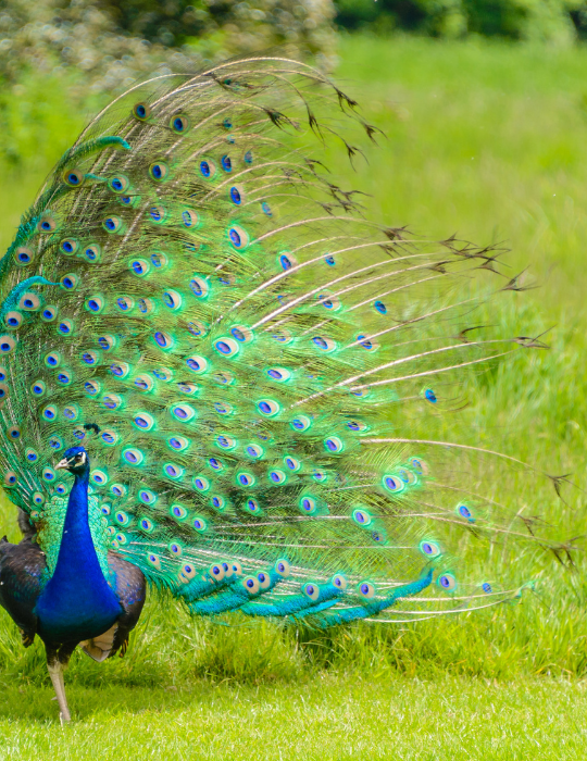a-gorgeous-male-peacock