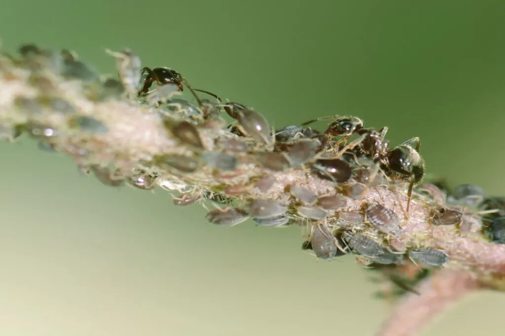 ants and lice on a tree branch