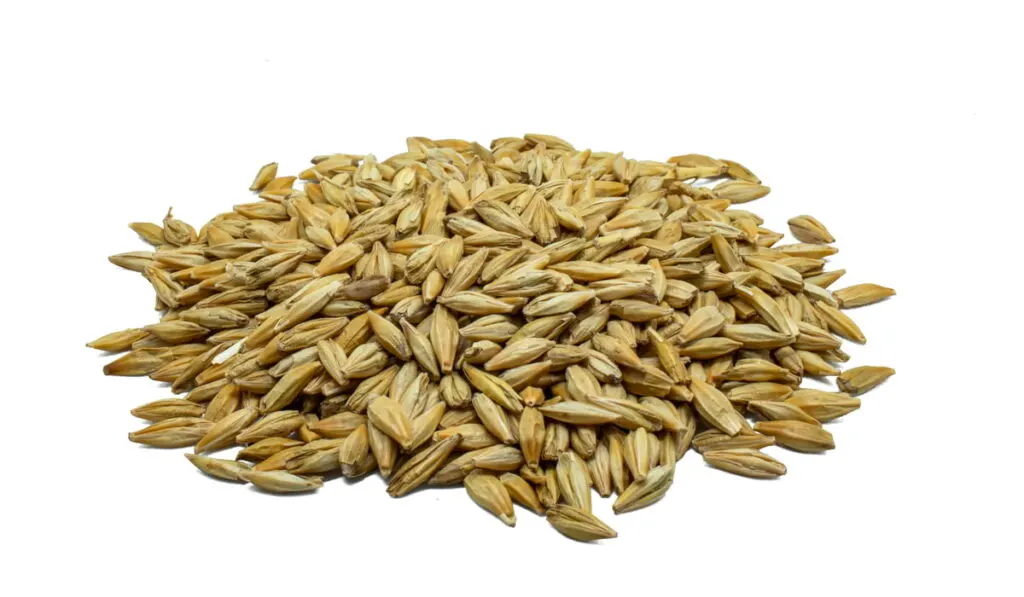 barley grains on white background