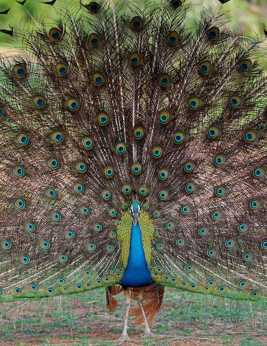 beautiful-blue-green-peacock