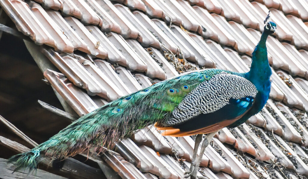 beautiful blue green spalding peafowl on top of the roof 