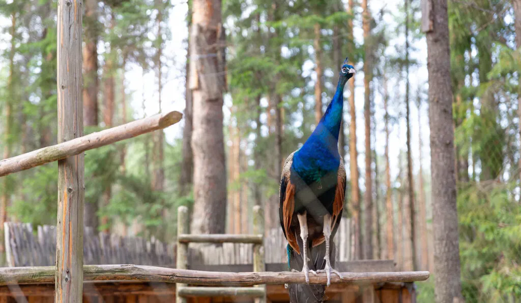 beautiful blue male peacock sitting on a perch