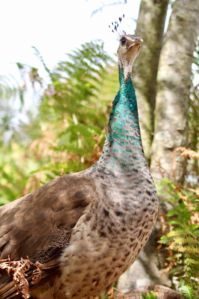 beautiful bronze peafowl green neck