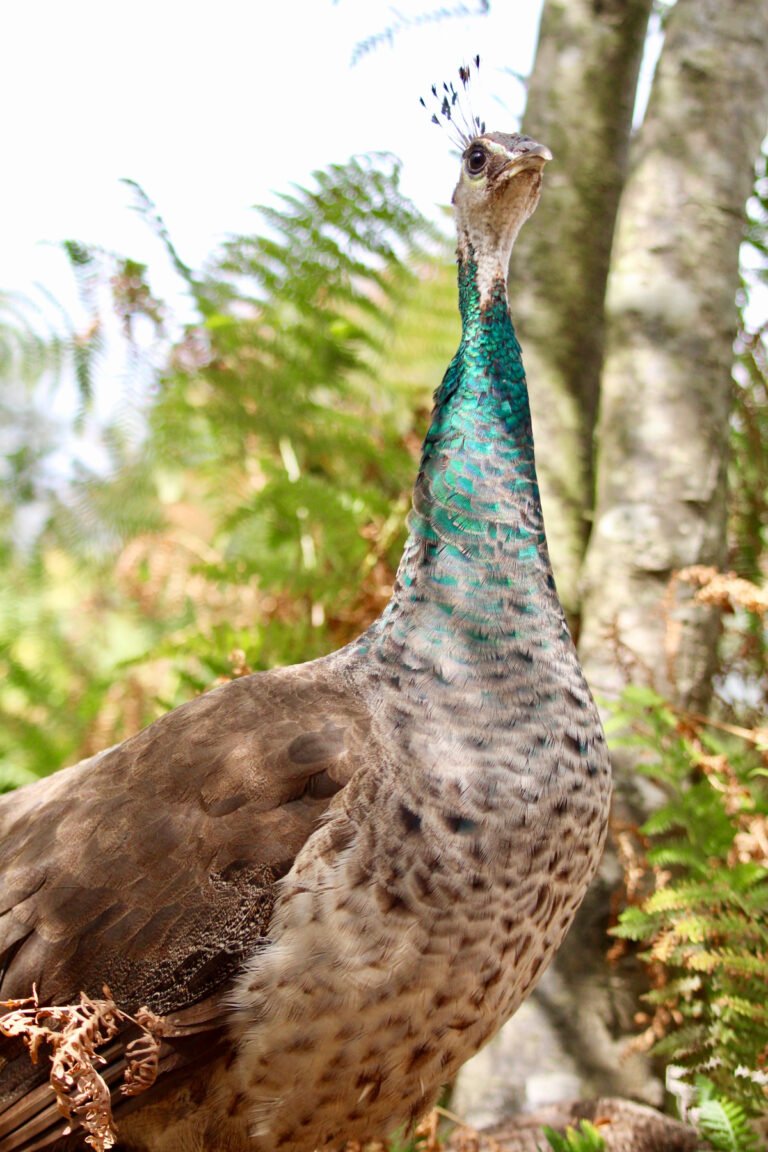 Types Of Peacocks - The Hip Chick