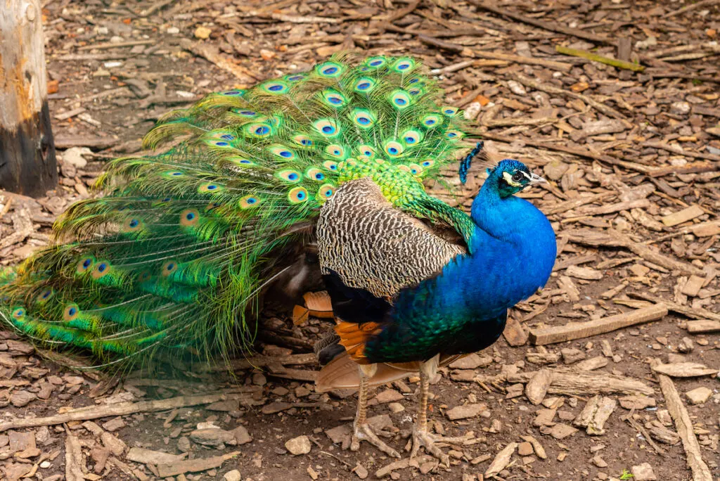 beautiful peacock at the zoo roaming