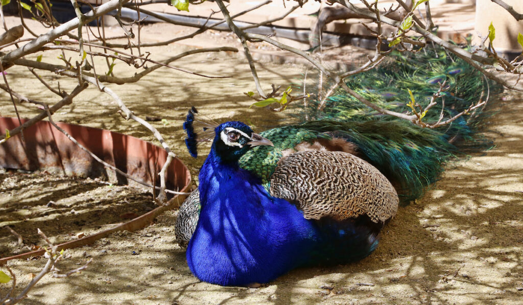 beautiful peacock resting in the shade 