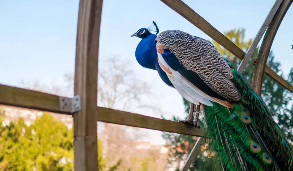 beautiful-peacock-with-a-long-tail-and-crest-on-head-sitting-on-fence