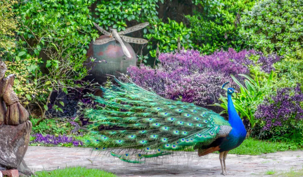 beautiful pecock in the garden