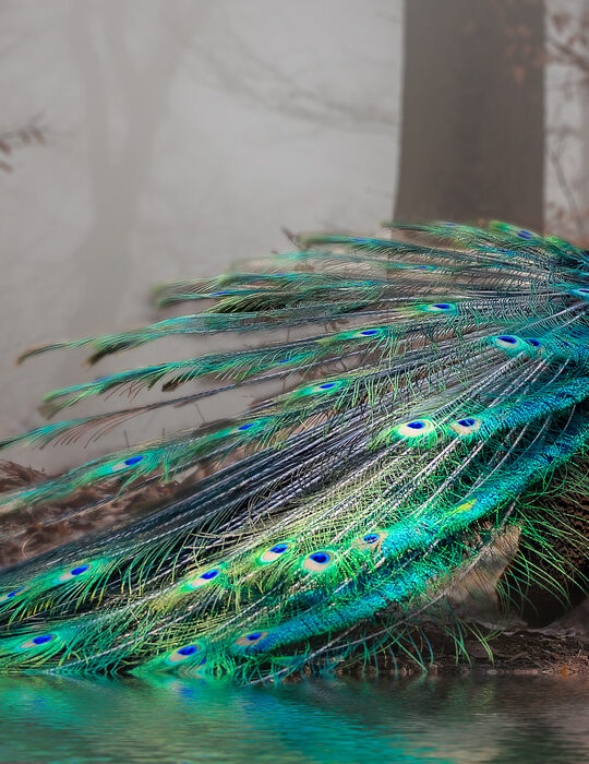 beautiful photo of a peacock