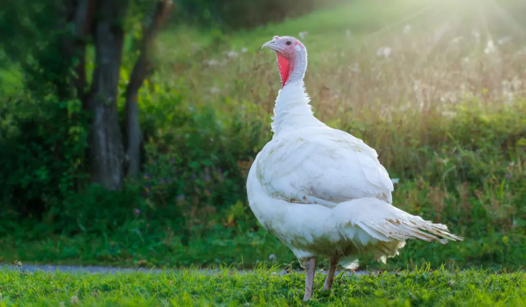 beltsville small white turkey on grass field