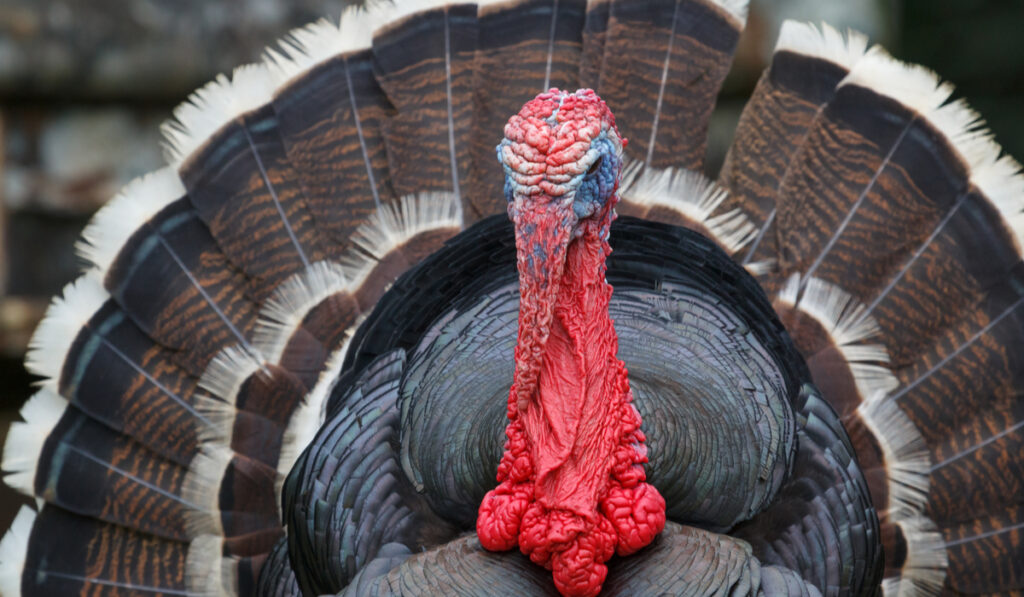 big bronze turkey brown feathers