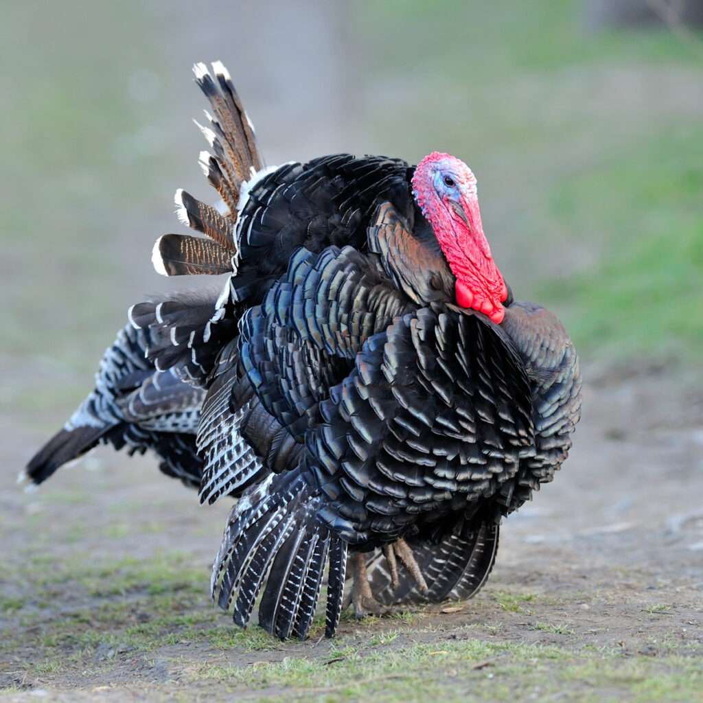 big male black spanish turkey