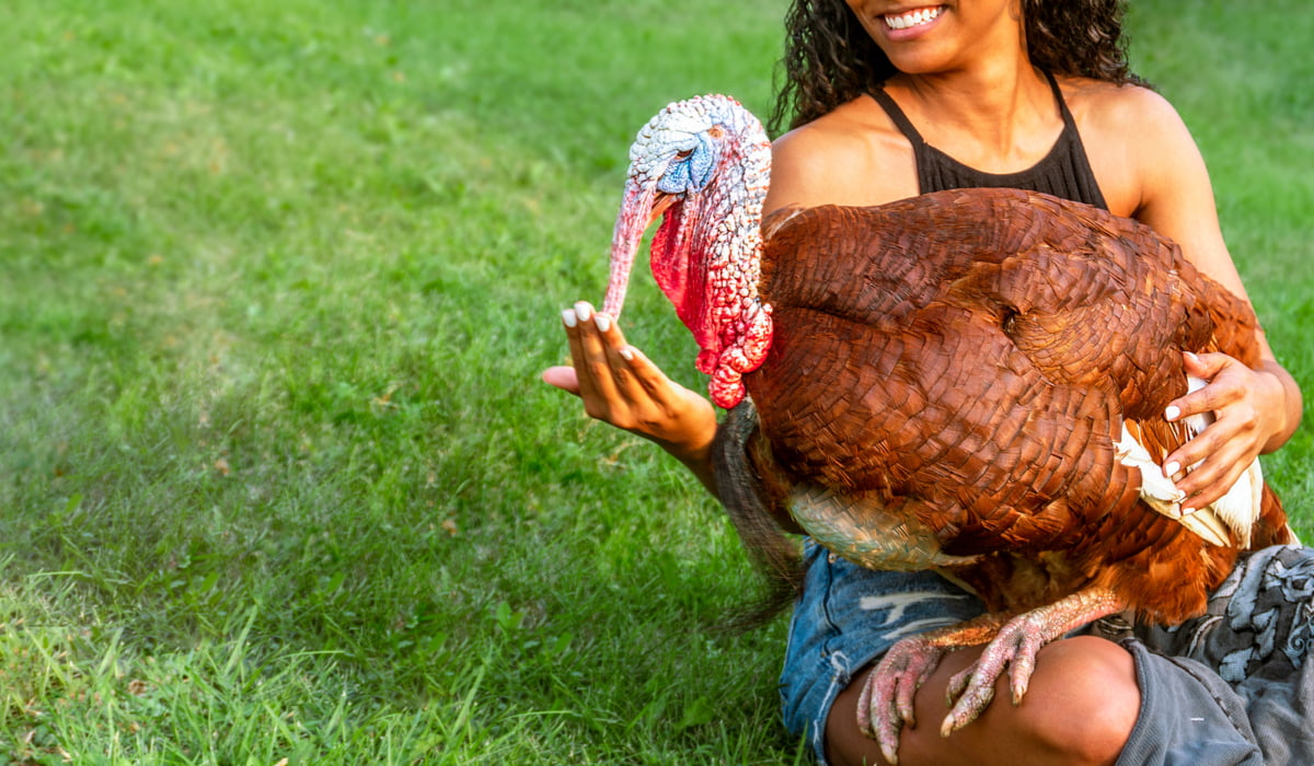 11 Turkey Breeds for Pets The Hip Chick