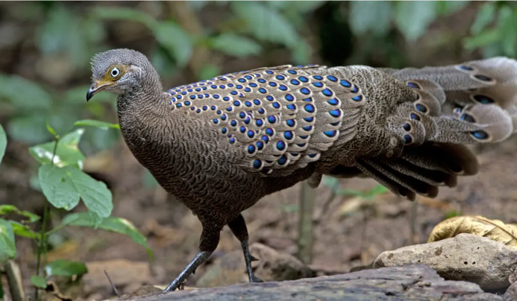 bird gray opal peafowl 