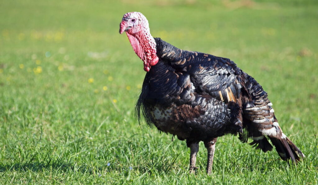 black turkey in the meadow 